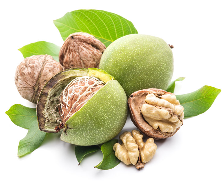 نهال گردو فرنور